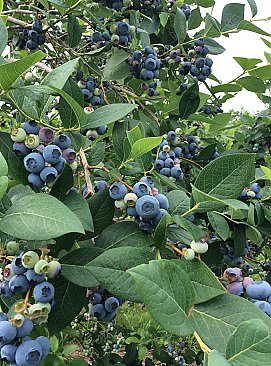 Apple Hill Farm Blueberry Jams
